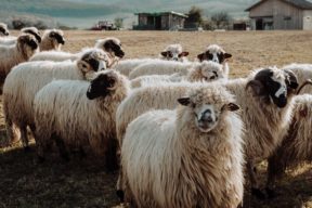 An image of a flock of sheep in a field